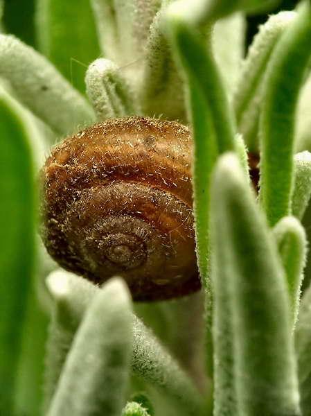 petit escargot sur lavande.jpg